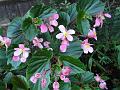 2011-1002-1730_Begonia_26.6